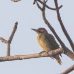 Fine-spotted Woodpecker (image by Diedert Koppenol)