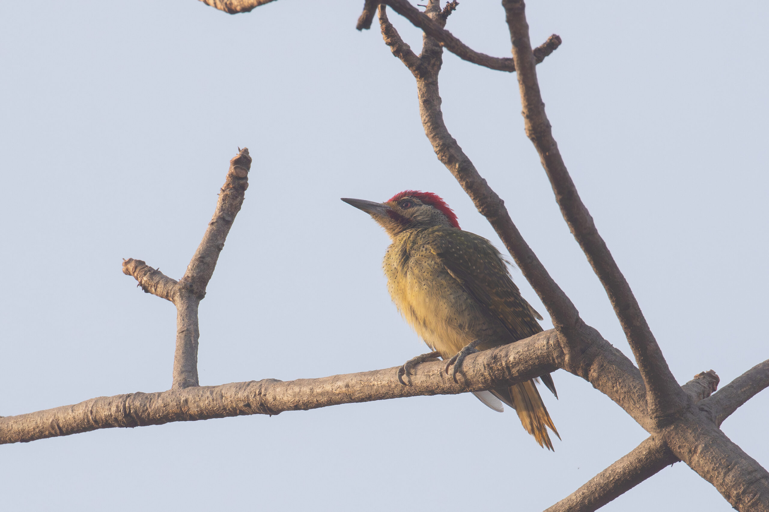 Fine-spotted Woodpecker (image by Diedert Koppenol)