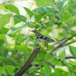 Forest Wagtail (image by Diedert Koppenol)
