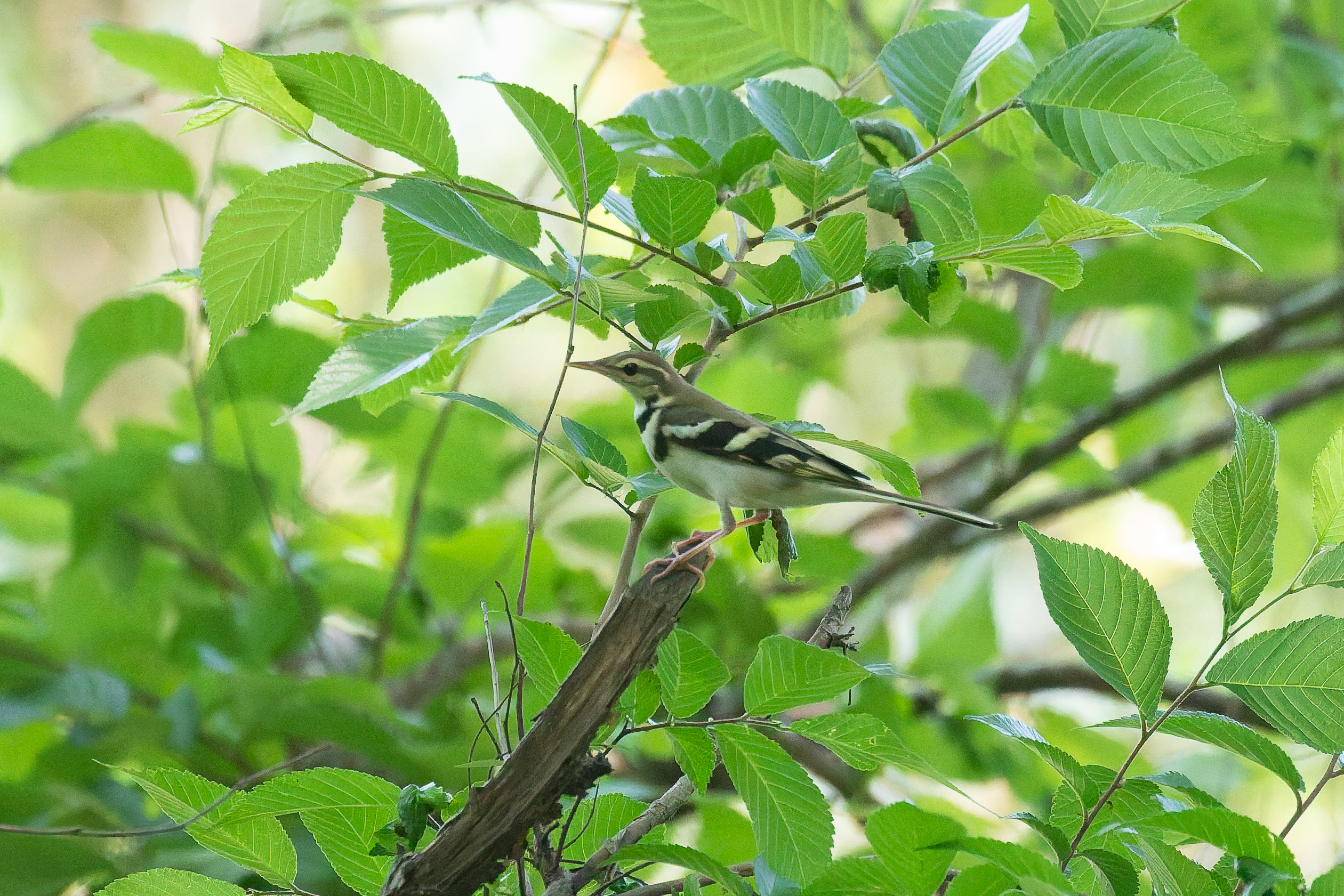 Forest Wagtail (image by Diedert Koppenol)