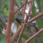 Fork-tailed Sunbird (image by Diedert Koppenol)