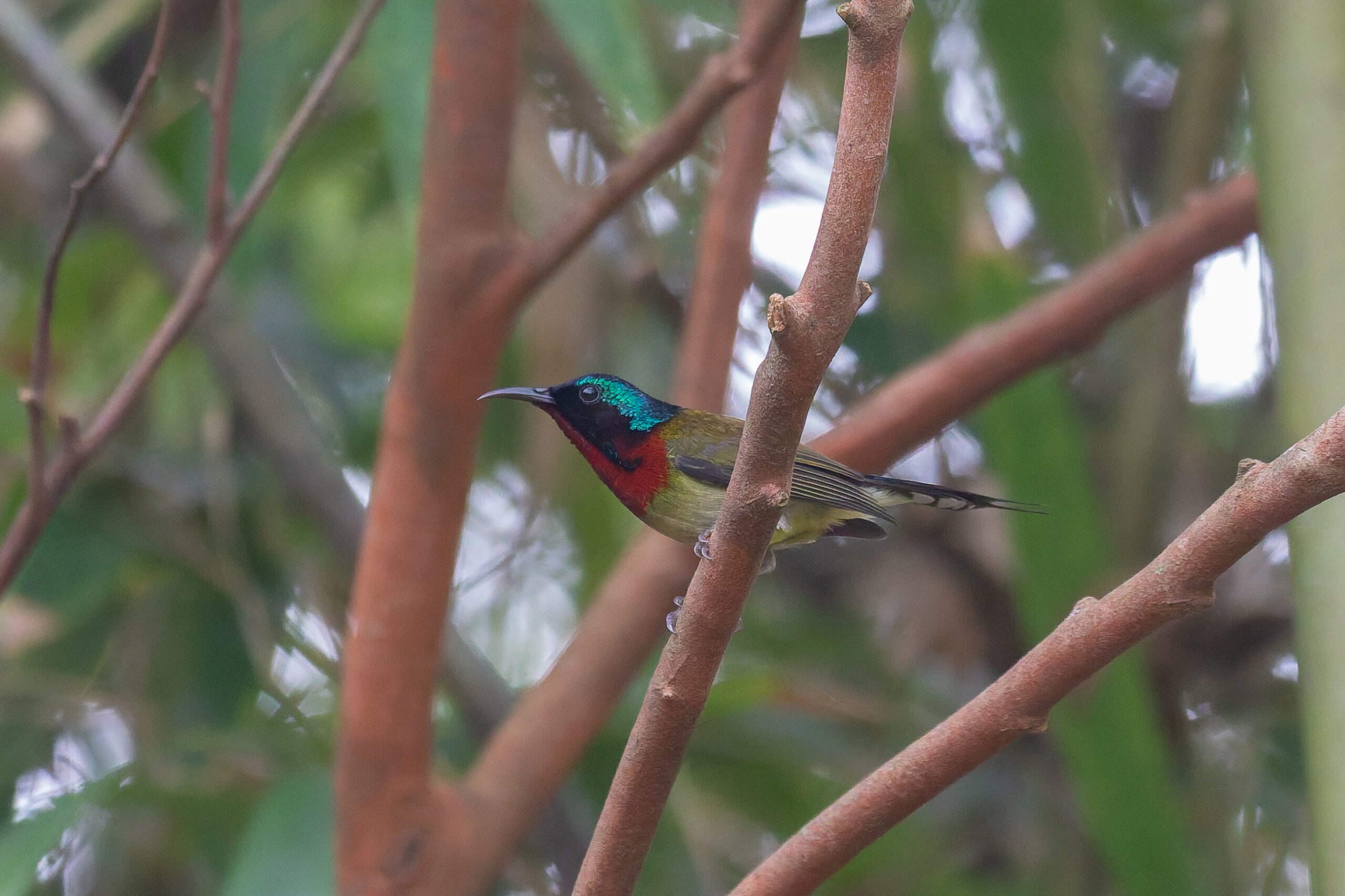 Fork-tailed Sunbird (image by Diedert Koppenol)