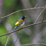 Fork-tailed Sunbird (image by Diedert Koppenol)