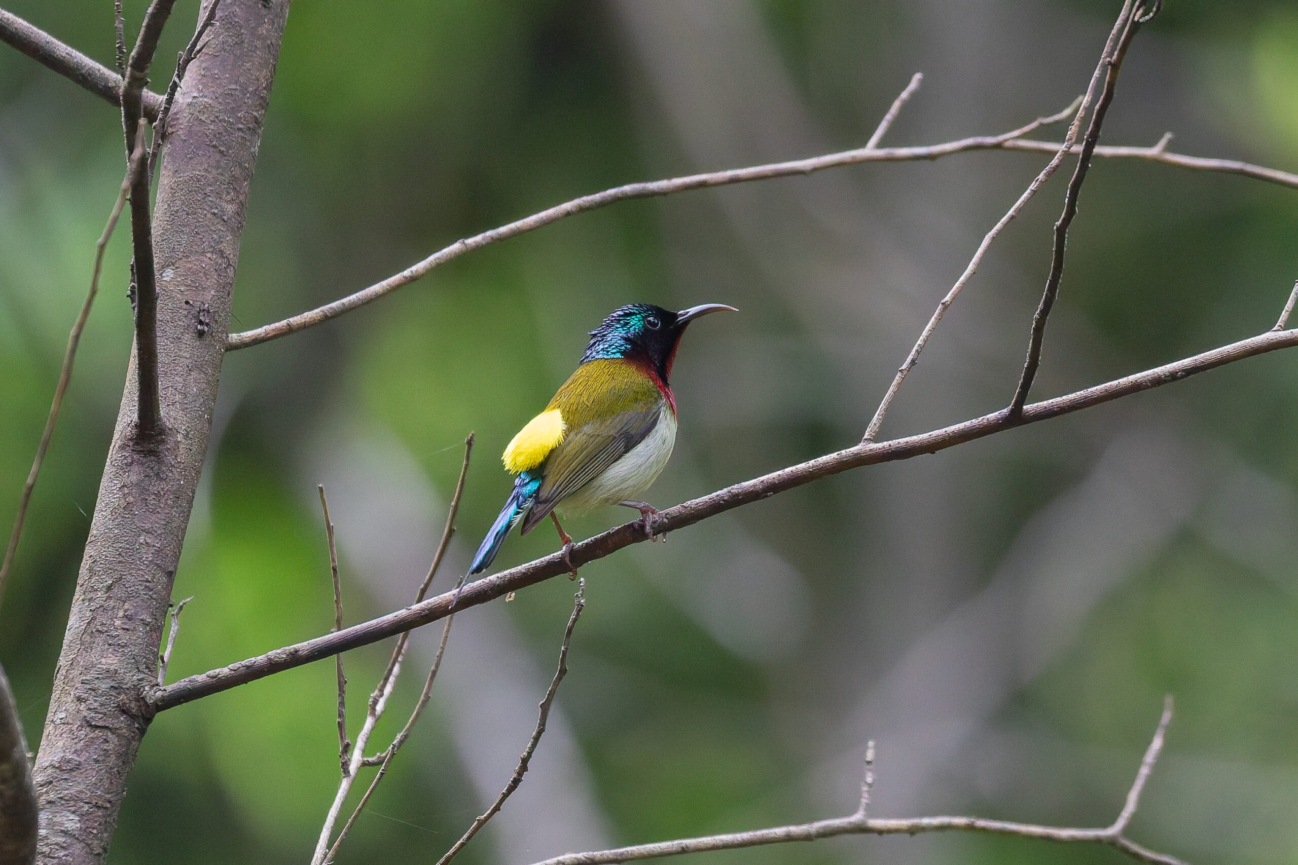 Fork-tailed Sunbird (image by Diedert Koppenol)