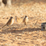 Fulvous Babblers (image by Diedert Koppenol)