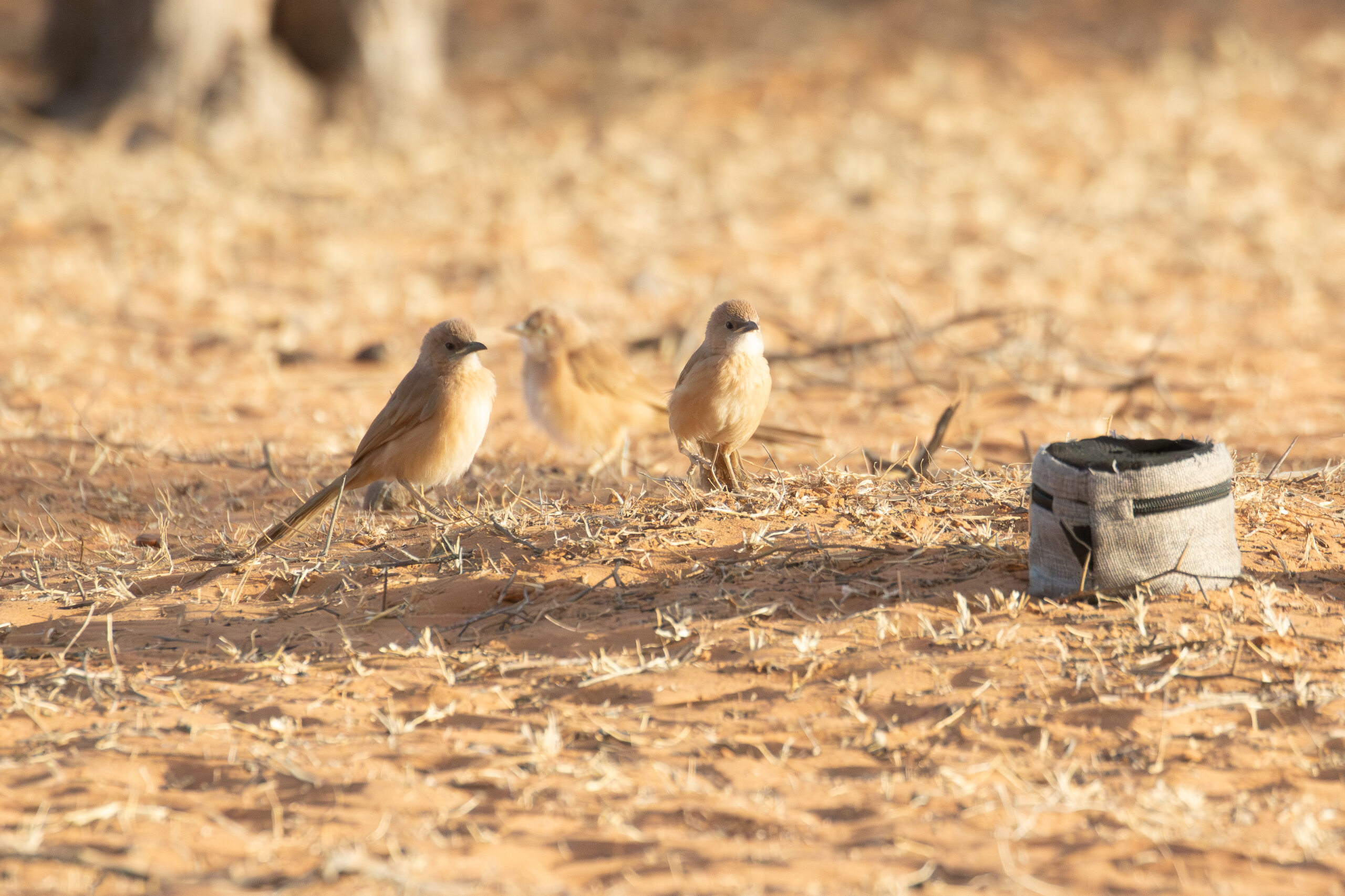 Fulvous Babblers (image by Diedert Koppenol)