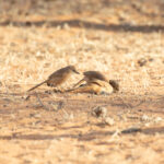 Fulvous Babblers (image by Diedert Koppenol)