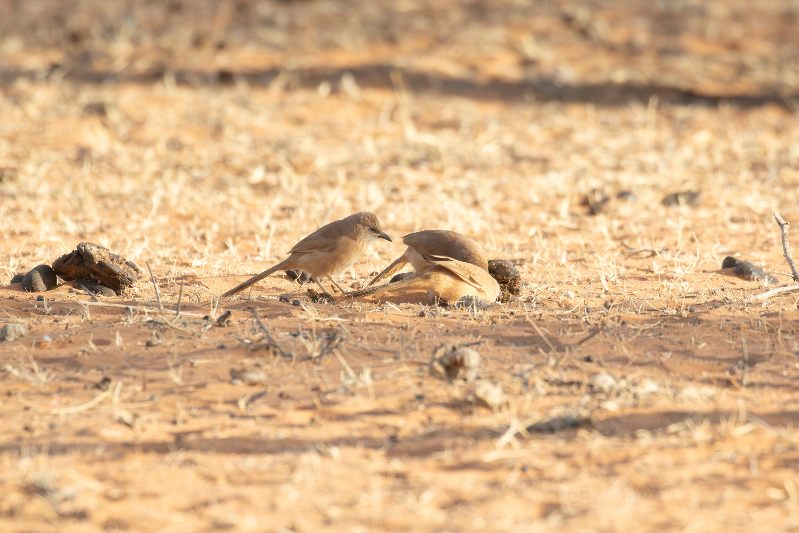Fulvous Babblers (image by Diedert Koppenol)