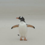 Gentoo Penguin on Falkland beach (image by Michael O'Clery)