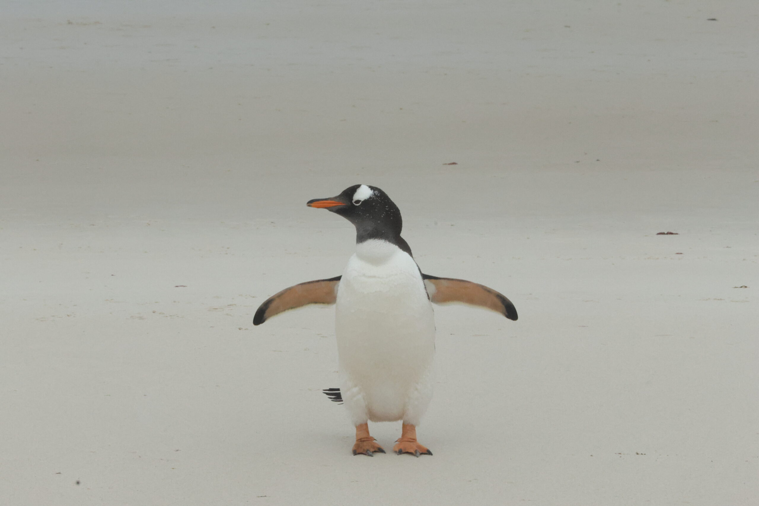 Gentoo Penguin on Falkland beach (image by Michael O'Clery)