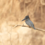 Giant Kingfisher (image by Diedert Koppenol)