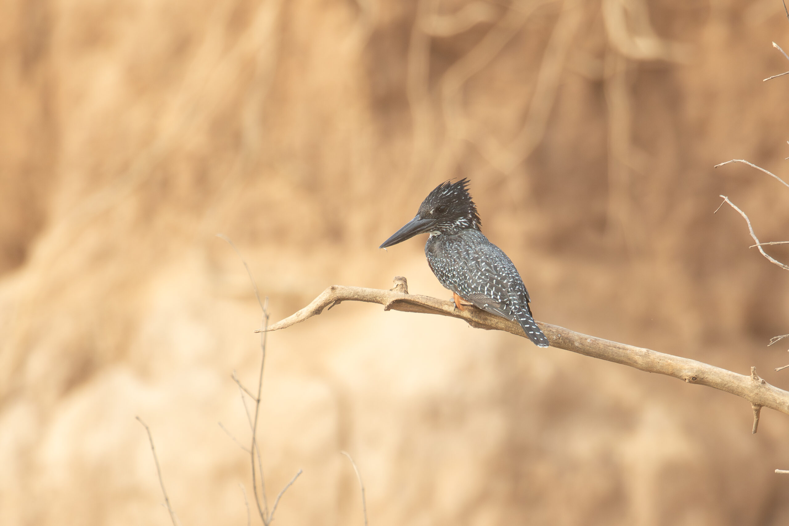Giant Kingfisher (image by Diedert Koppenol)