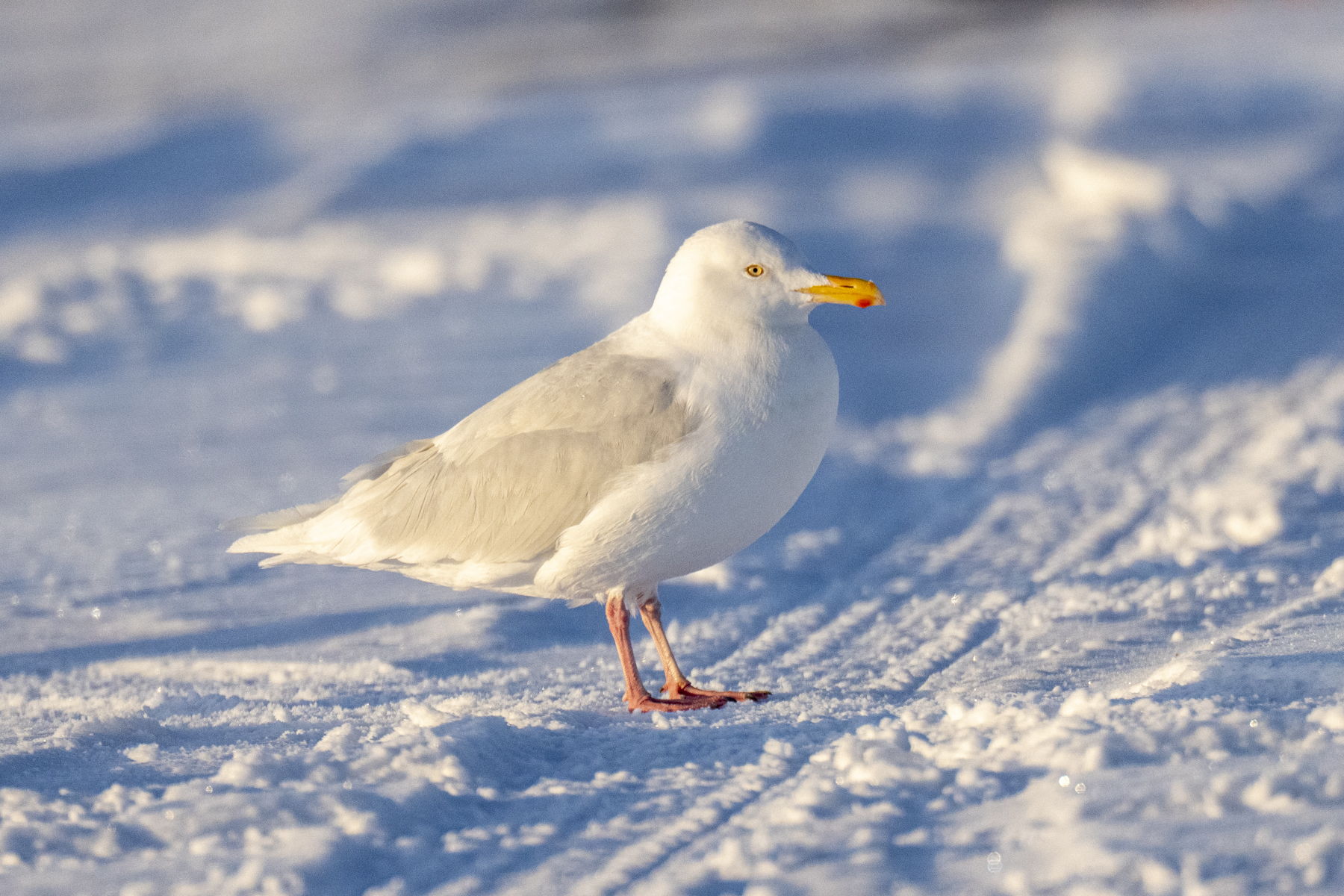 Glaucous Gull (image by Mark Beaman)