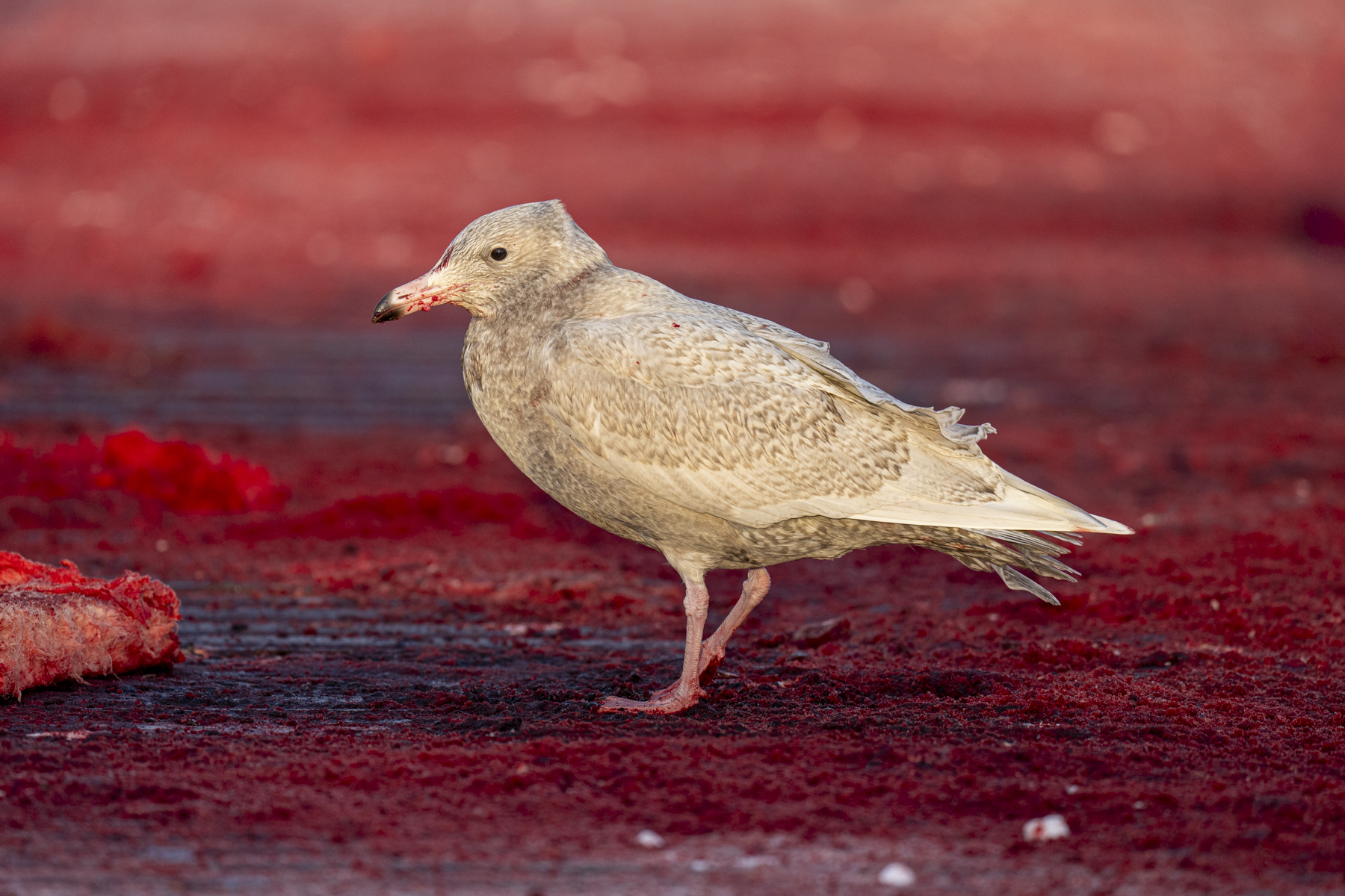 Glaucous Gull 1st-calendar-year (image by Mark Beaman)