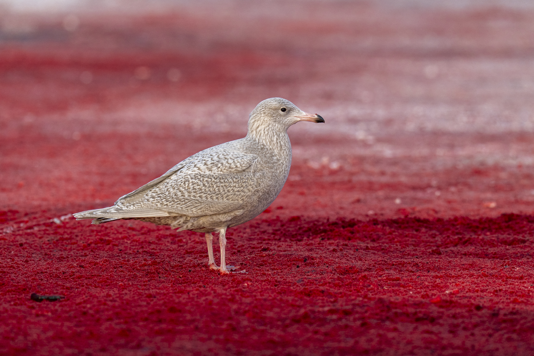 Glaucous Gull 1st-calendar-year (image by Mark Beaman)