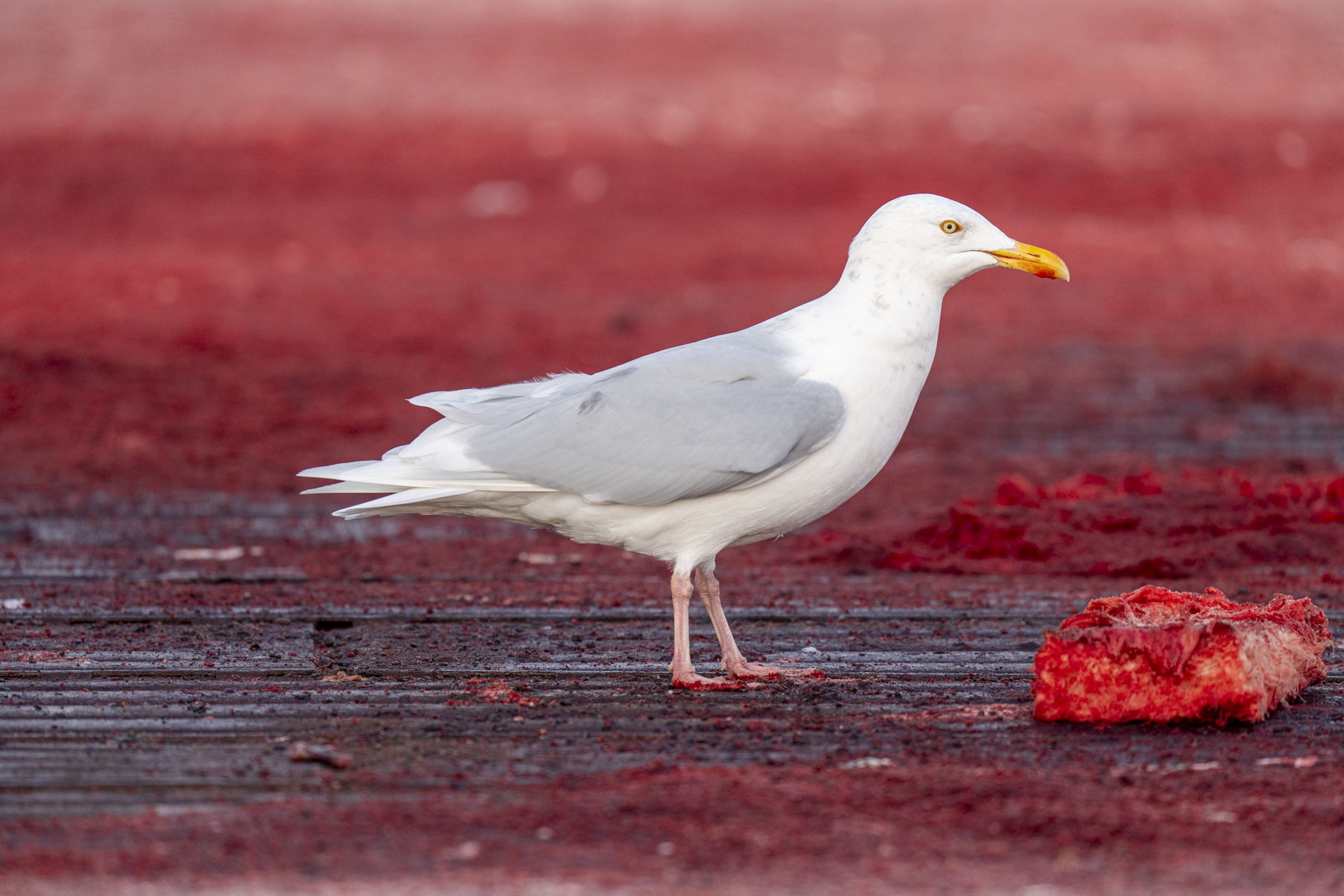 Glaucous Gull (image by Mark Beaman)