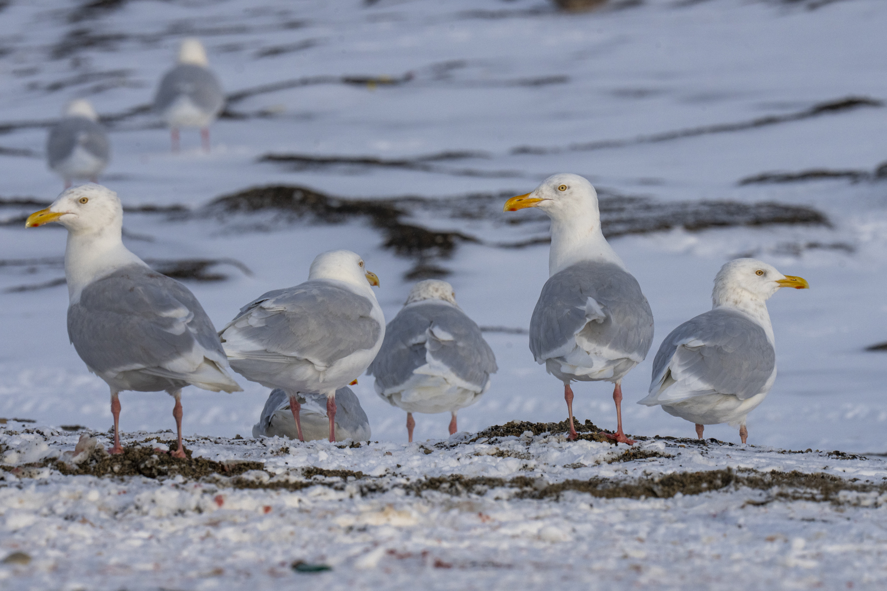 Glaucous Gulls (image by Mark Beaman)
