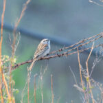 Godlewski's Bunting (image by Diedert Koppenol)
