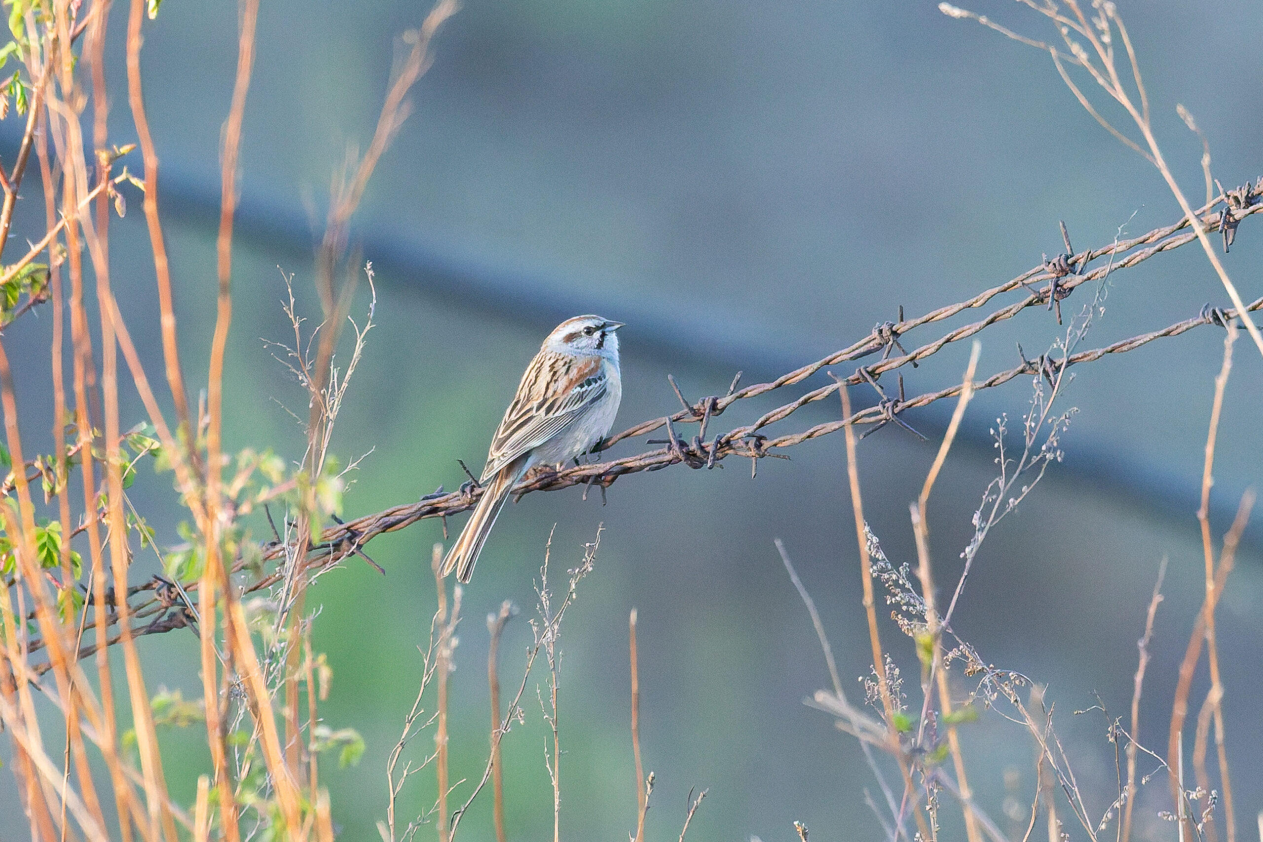 Godlewski's Bunting (image by Diedert Koppenol)