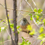 Godlewski's Bunting (image by Diedert Koppenol)