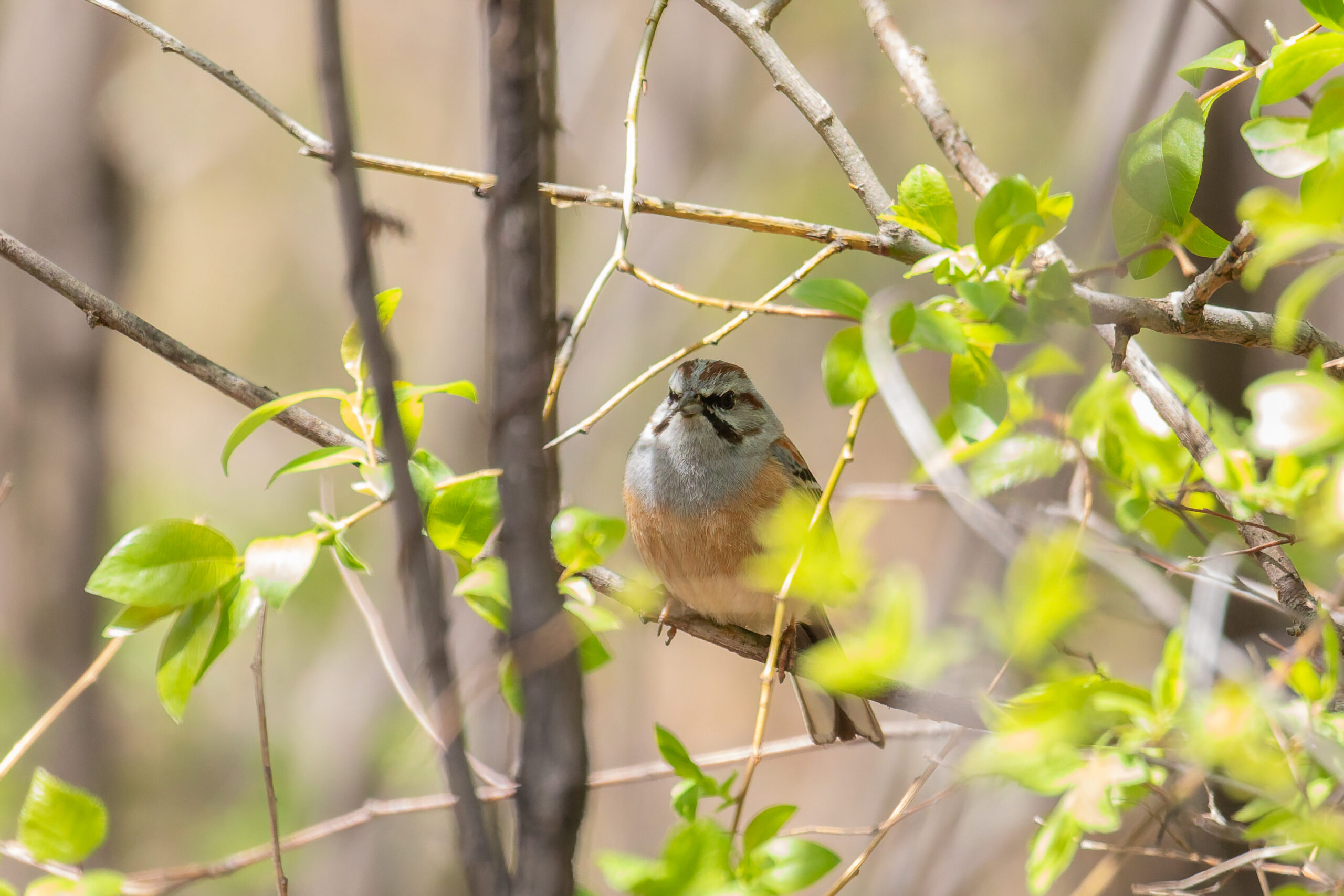 Godlewski's Bunting (image by Diedert Koppenol)