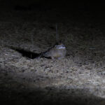 Golden Nightjar (image by Diedert Koppenol)