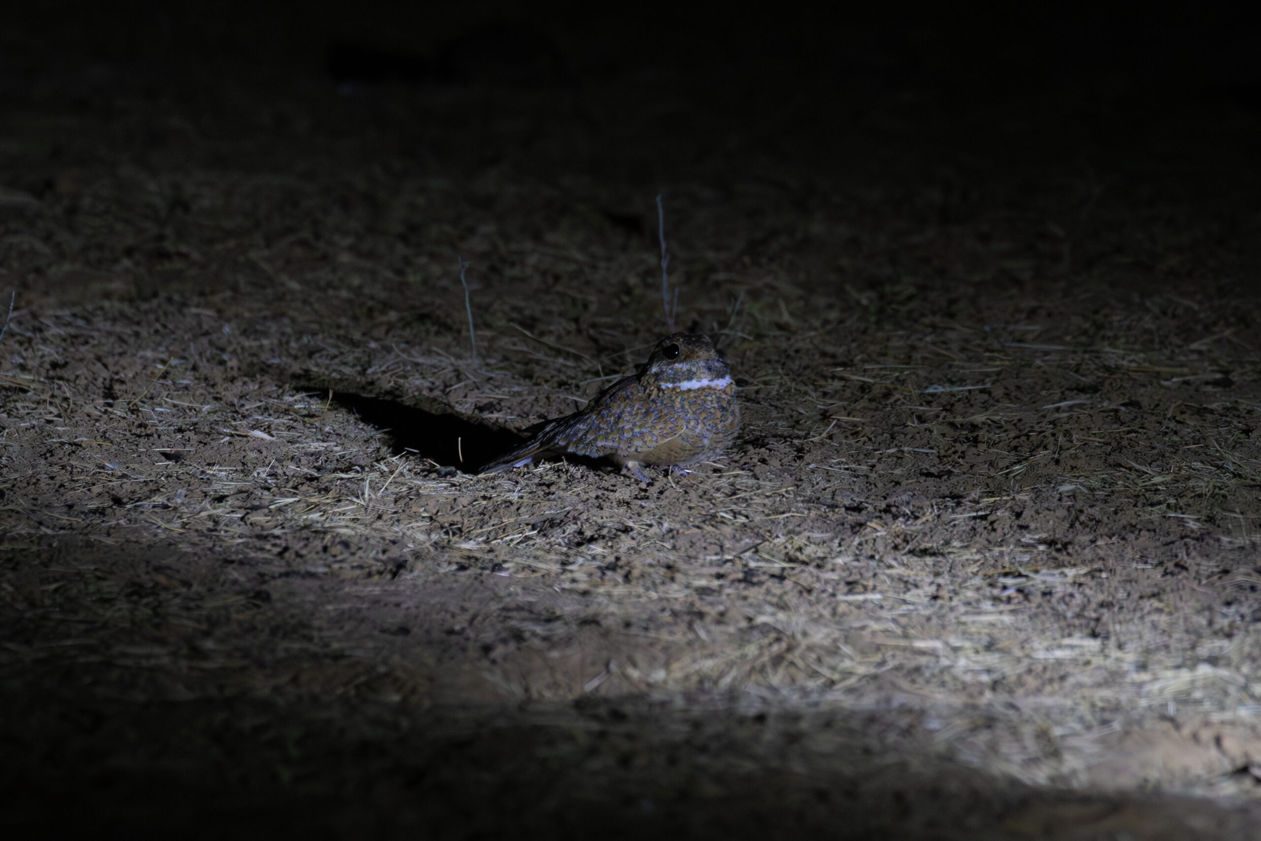 Golden Nightjar (image by Diedert Koppenol)