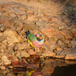 Gouldian Finch (image by Hannu Jännes)