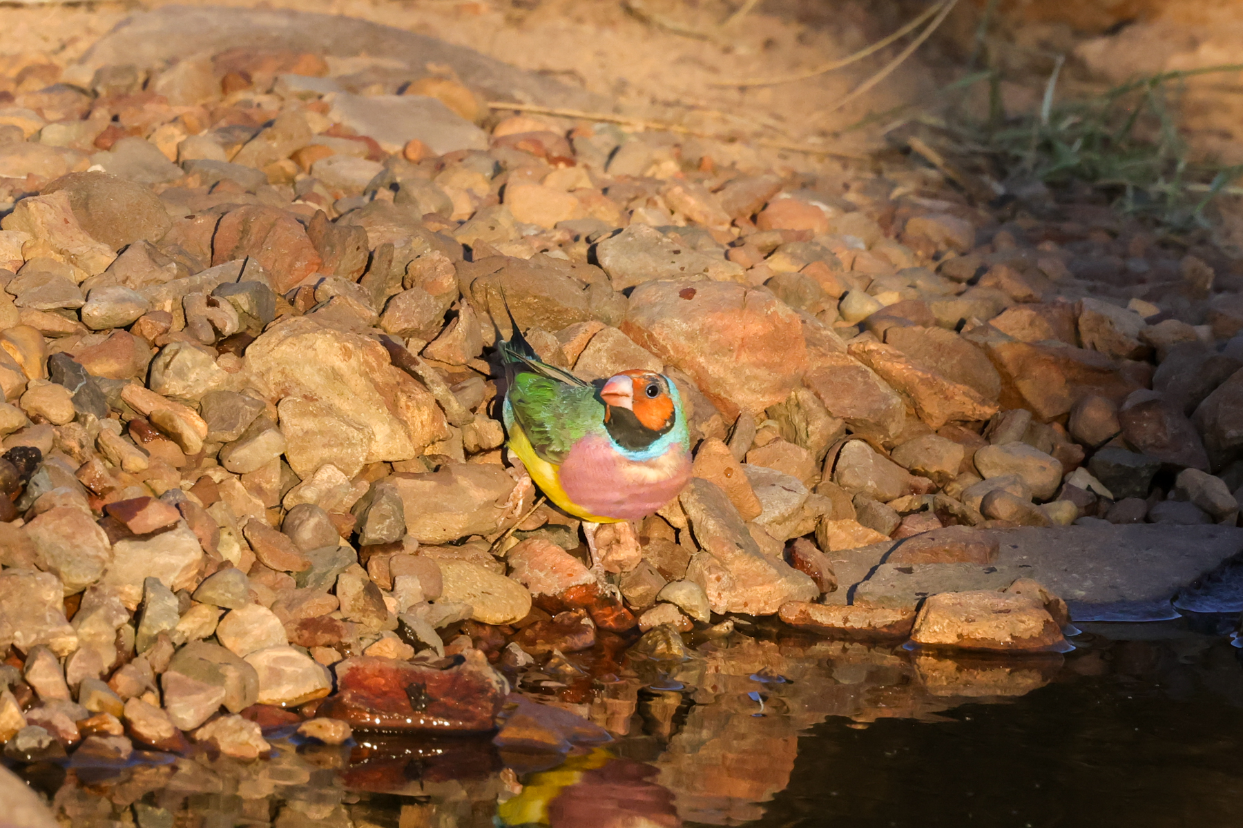 Gouldian Finch (image by Hannu Jännes)