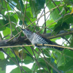 Gould's Bronze Cuckoo (image by Dave Farrow)