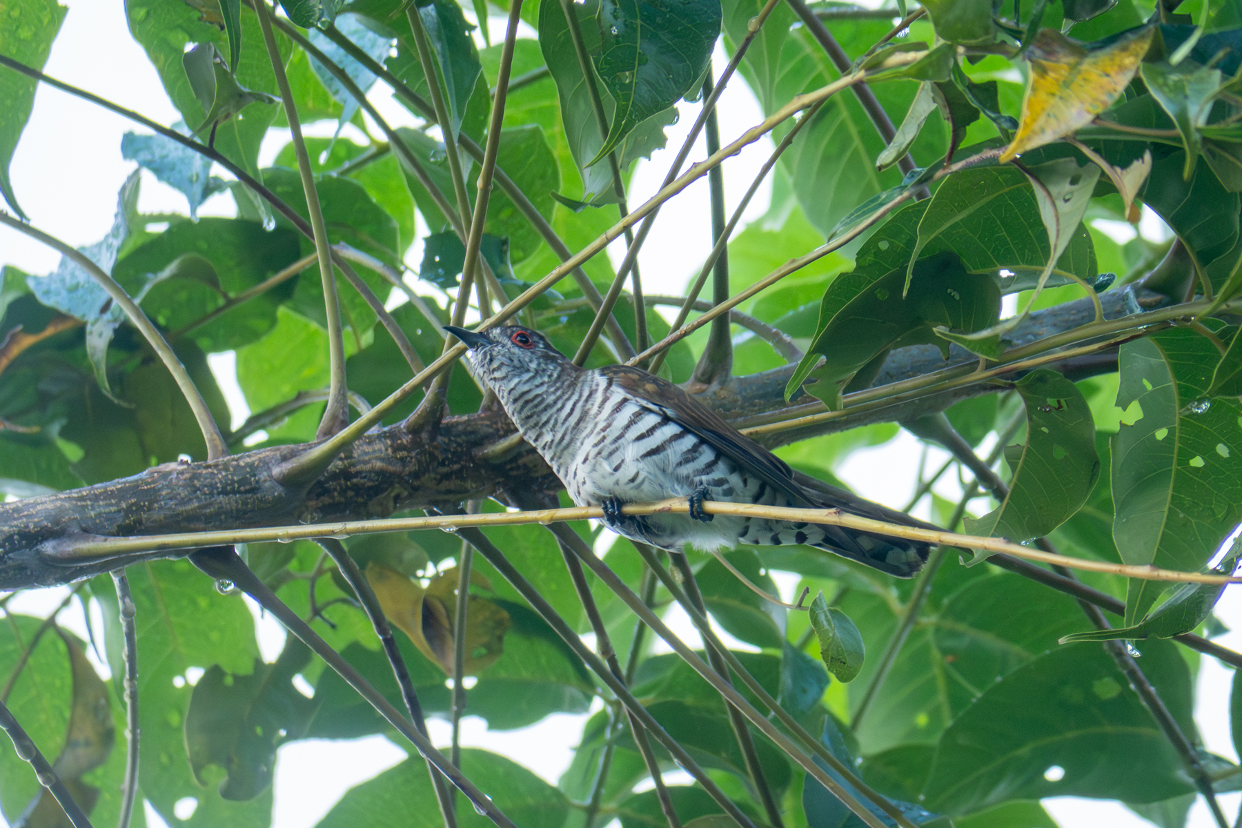 Gould's Bronze Cuckoo (image by Dave Farrow)
