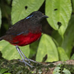 Graceful Pitta (image by Sjoerd Radstaak)
