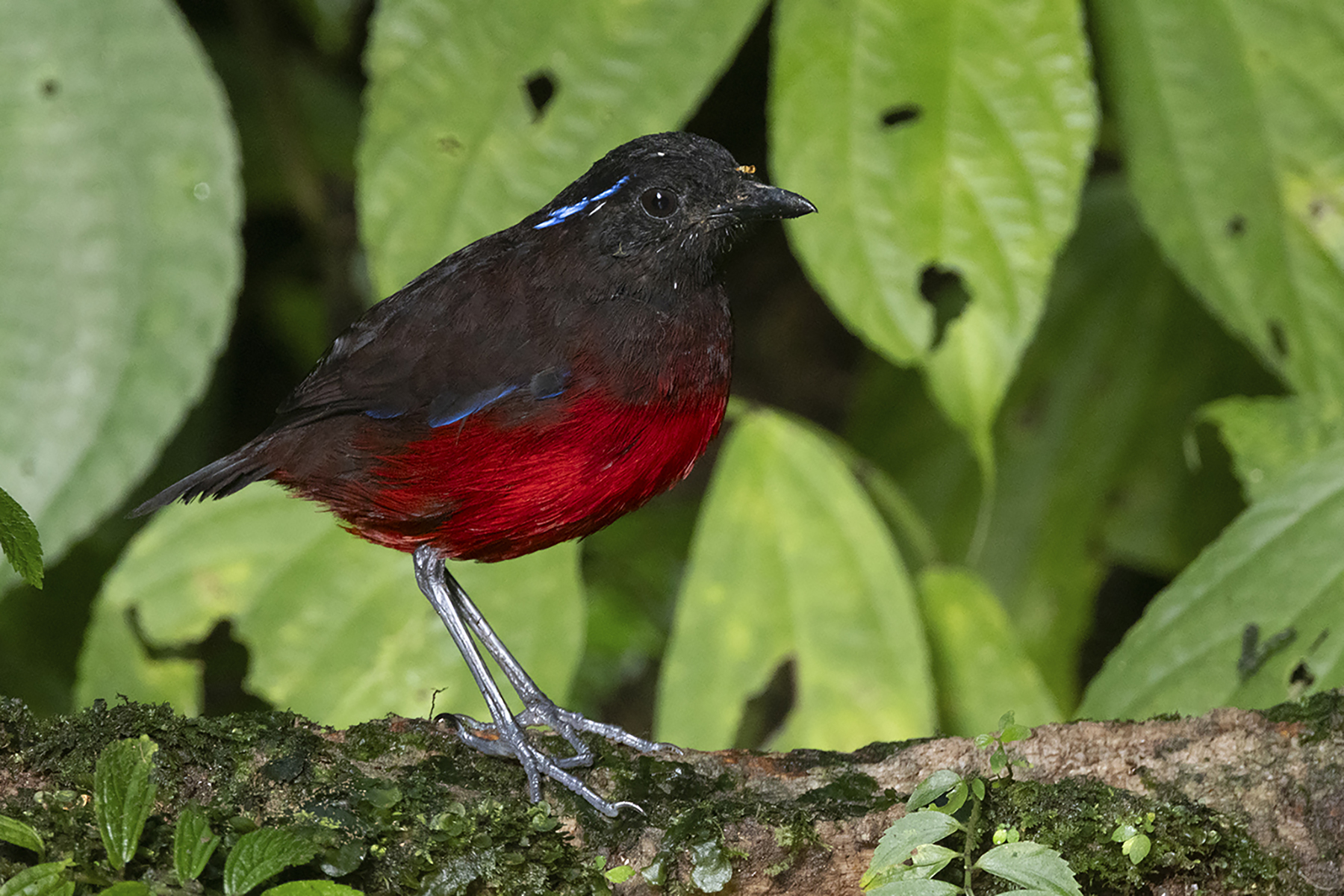 Graceful Pitta (image by Sjoerd Radstaak)