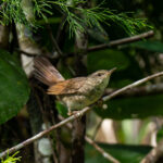 Gray's Grasshopper Warbler (image by Dave Farrow)