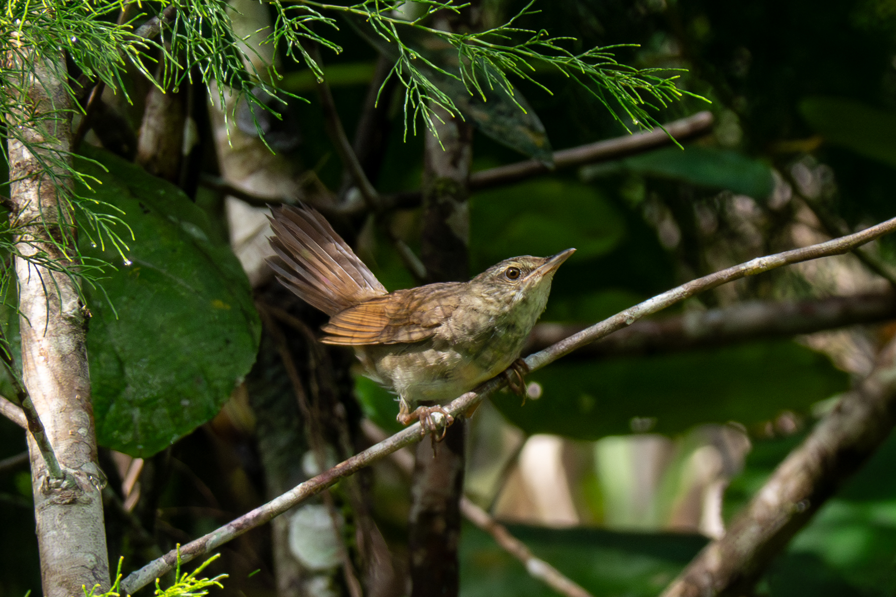 Gray's Grasshopper Warbler (image by Dave Farrow)