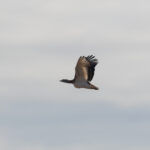 Great Bustard (image by Diedert Koppenol)