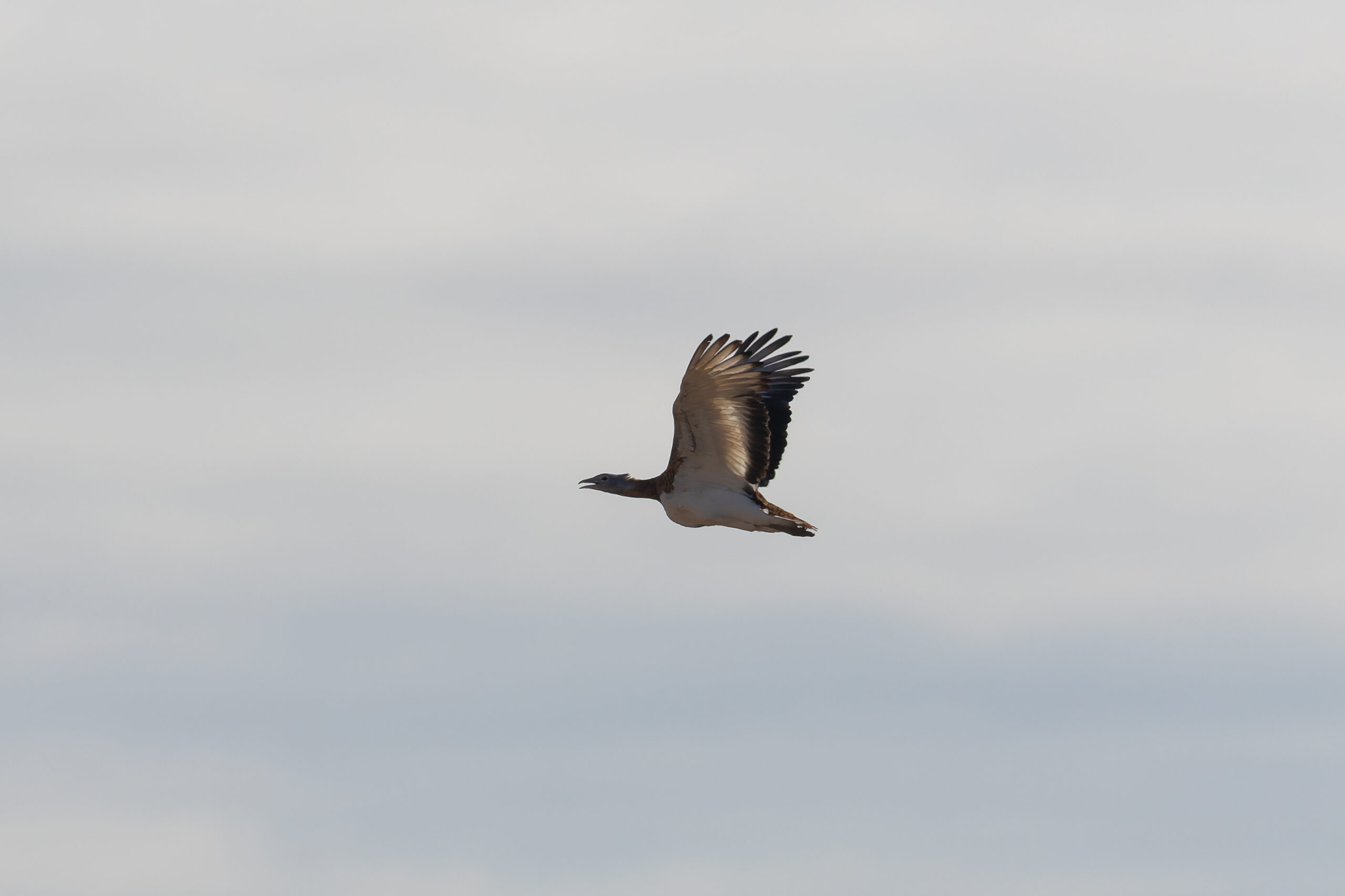 Great Bustard (image by Diedert Koppenol)