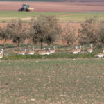 Great Bustards (image by Diedert Koppenol)