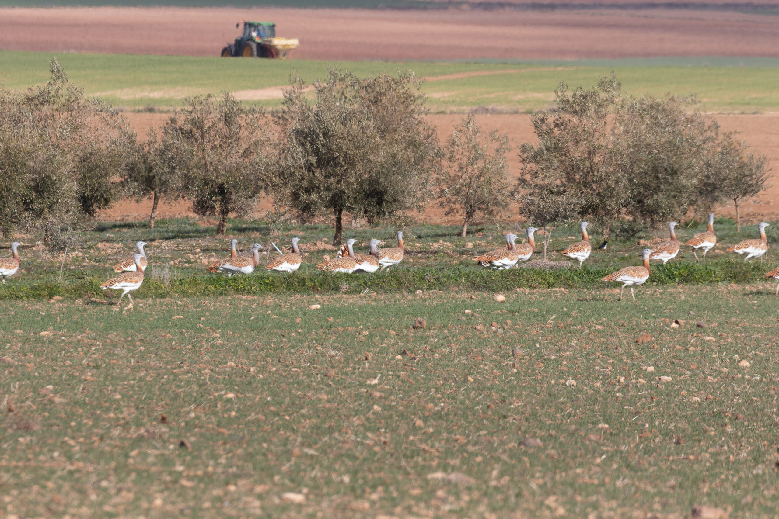 Great Bustards (image by Diedert Koppenol)