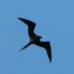 Great Frigatebird (image by Dave Farrow)