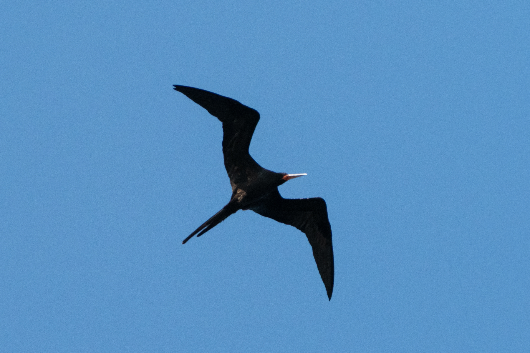 Great Frigatebird (image by Dave Farrow)