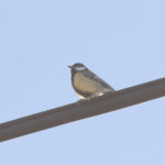 Great Tit (image by Diedert Koppenol)