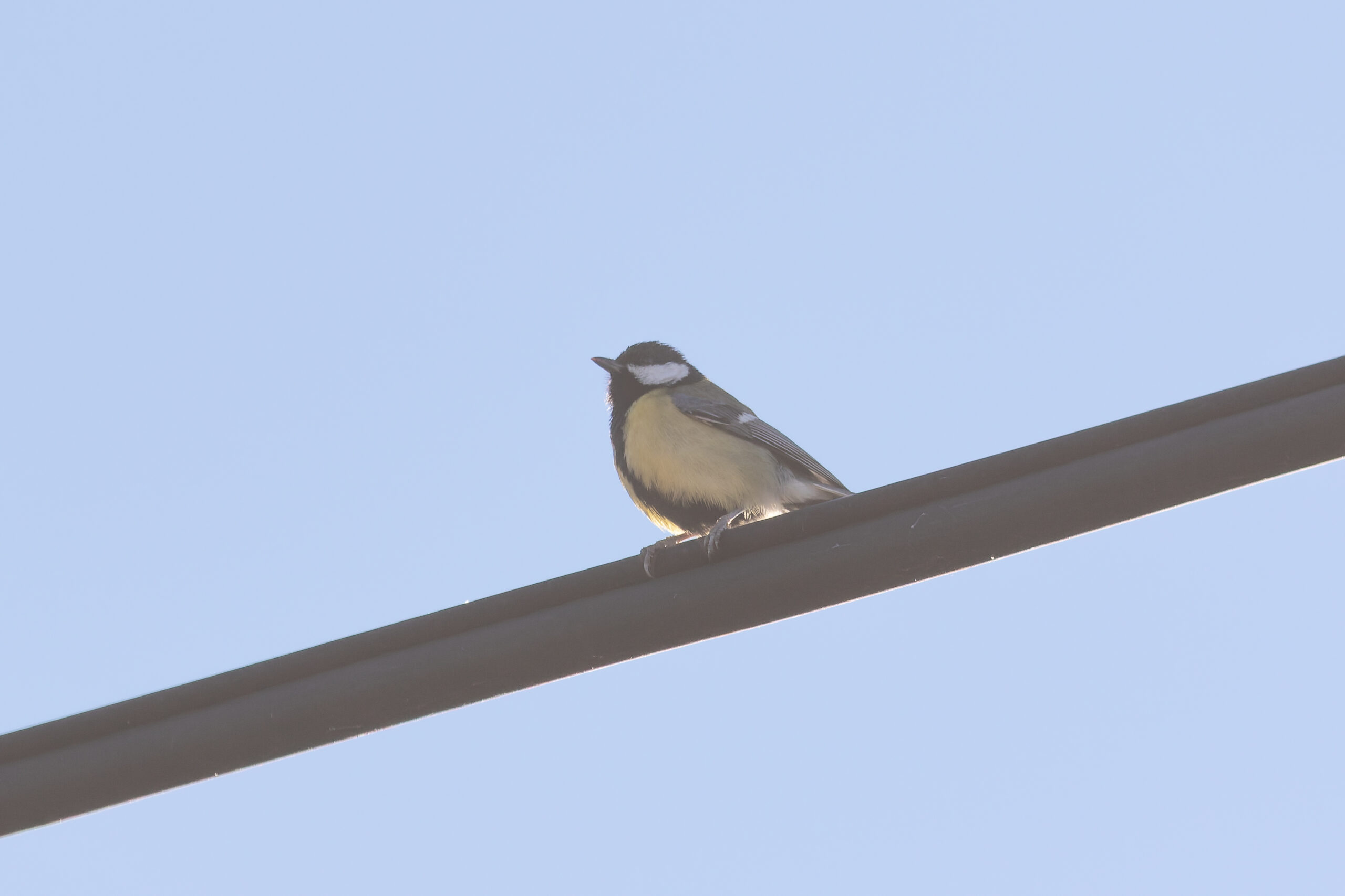 Great Tit (image by Diedert Koppenol)