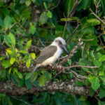 Great-billed Kingfisher (image by Dave Farrow)