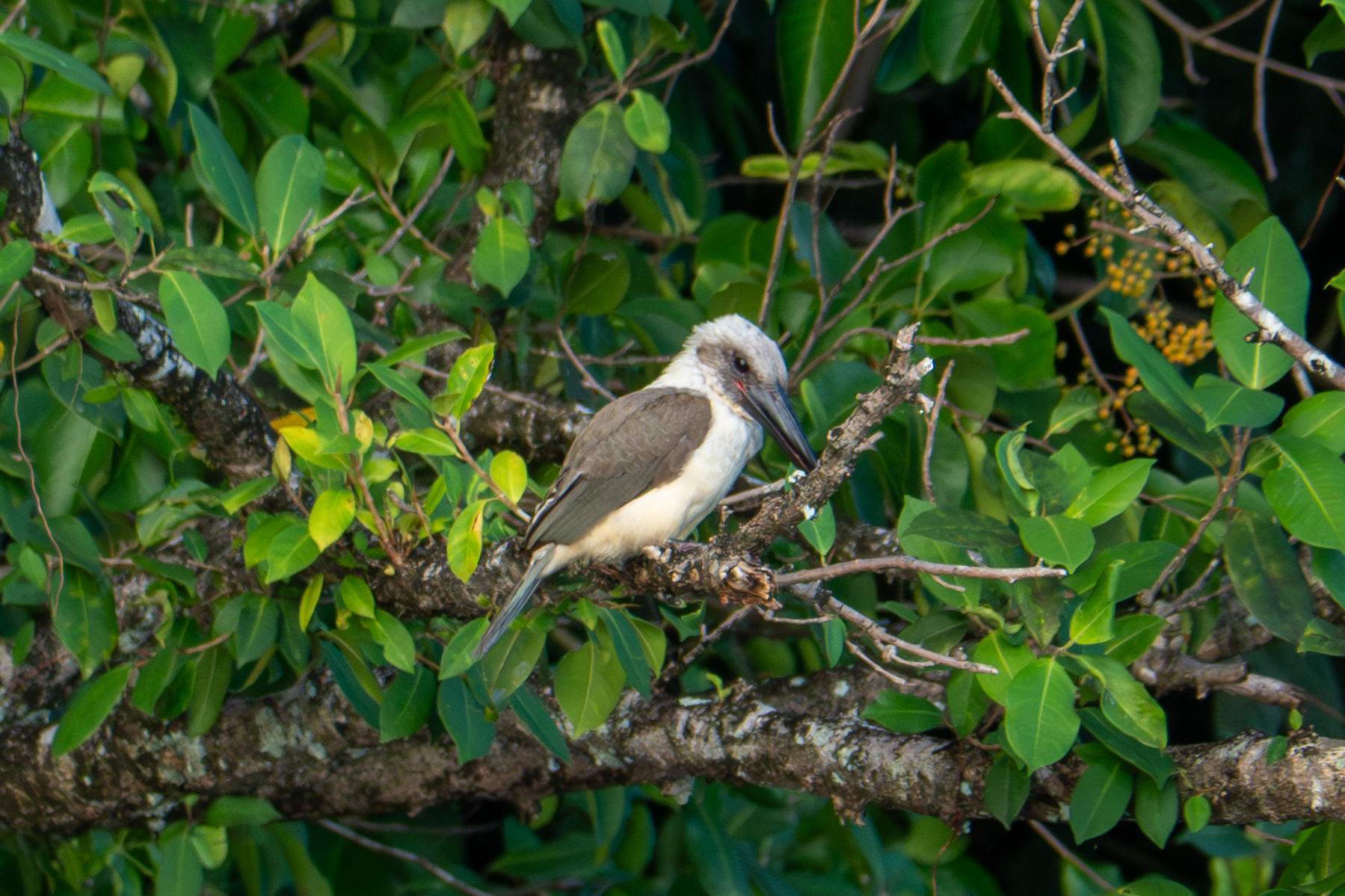Great-billed Kingfisher (image by Dave Farrow)