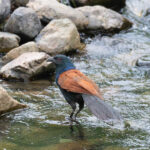 Greater Coucal (image by Diedert Koppenol)