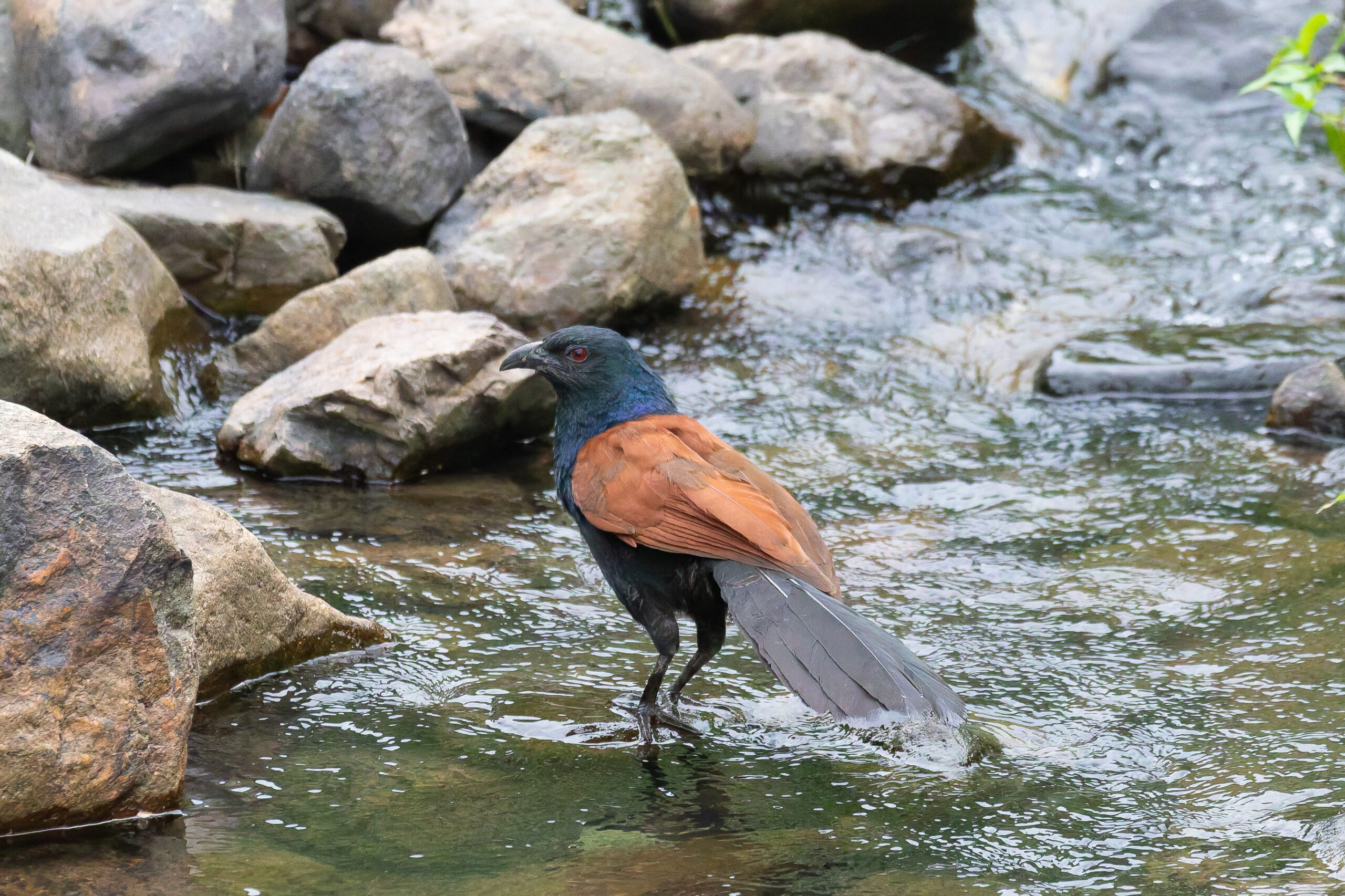Greater Coucal (image by Diedert Koppenol)