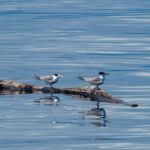 Greater Crested Terns (image by Dave Farrow)