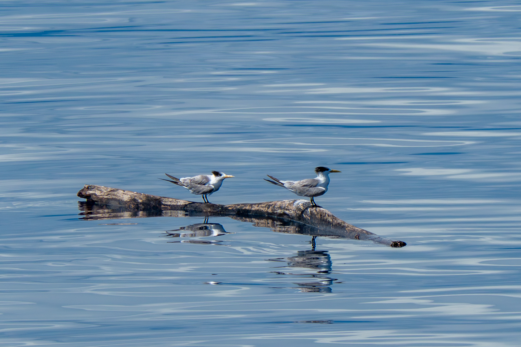 Greater Crested Terns (image by Dave Farrow)