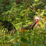 Green Junglefowl (image by Trevor Ellery)
